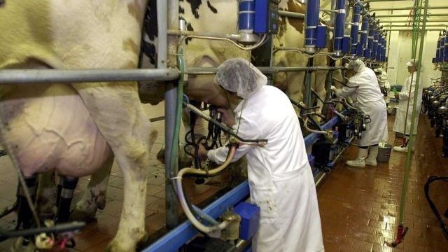 843,7 millió kilogramm nyers tejet állítonak elő a termelők évente Szlovákiában. Ez tehenenként kb. 5700 liter éves termelésnek felel meg. Összehasonlításul: Németországban ugyan ez 7070 liter, Franciaországban 6620. Van mit bepótolni. Forrás: Atlas.sk